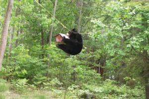 A black bear gets into a bird feeder in Apri 2005 at Long Lake, Alaska. (Photo courtesy of Alaska Department of Fish and Game)