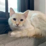 Pet of the Week: Florence. (Photo provided, Alaska Mindful Paws)