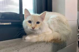 Pet of the Week: Florence. (Photo provided, Alaska Mindful Paws)