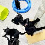 Pets of the week: five brothers