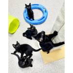 Pets of the week: five brothers