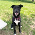 Pet of the Week: Oliver. (Photo courtesy of Alaska Mindful Paws)