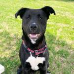 Pet of the Week: Oliver. (Photo courtesy of Alaska Mindful Paw)