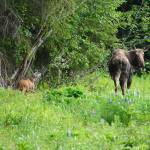 A cow moose looks out for her calf on Monday morning, June 6, 2022, on Diamond Ridge near Homer, Alaska. (Photo by Michael Armstrong/Homer News)