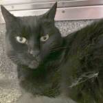 Pet of the Week: Whitney. (Photo courtesy of Alaska Mindful Paws)