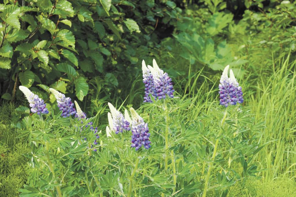 Lupines bloom along the Homer Public Library trail on Sunday, June 12, 2022, in Homer, Alaska. (Photo by Michael Armstrong/Homer News)