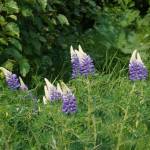 Lupines bloom along the Homer Public Library trail on Sunday, June 12, 2022, in Homer, Alaska. (Photo by Michael Armstrong/Homer News)