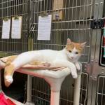 Photo courtesy of Alaska Mindful Paws
Two Bit.