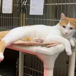 Photo courtesy of Alaska Mindful Paws
Two Bit.