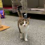 Photo courtesy of Alaska Mindful Paws
Ethel.