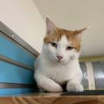 Photo courtesy of Alaska Mindful Paws
Two Bit.