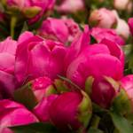 Peonies used at Alaska Perfect Peony Farm to create bouquets for a tour group on July 9, 2021, in Homer, Alaska. (Photo by Sarah Knapp/Homer New file)