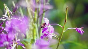 Thereճ a lot of buzz around fireweed. A diversity of pollinators visit the flowers. (Photo by Katrina Liebich/USFWS)