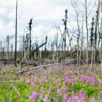 Fireweed blooms in the scar of Alaskas Swan Lake Fire. (Photo by Katrina Liebich/USFWS)