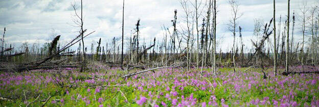 Fireweed blooms in the scar of Alaskas Swan Lake Fire. (Photo by Katrina Liebich/USFWS)