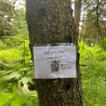 A sign marks the route on the walking portion of the Homer Garden Tour on Sunday, July 17, in Homer, Alaska. In downtown Homer, the tour allowed visitors to park their cars and walk from garden to garden, combining visits with a Sunday stroll. (Photo by Charlie Menke/Homer News)