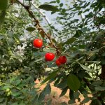Cherries at the garden of Linda and Larry Martin sparked conversations among visitors on the Homer Garden Tour on Sunday, July 17, in Homer, Alaska. (Photo by Charlie Menke/Homer News)