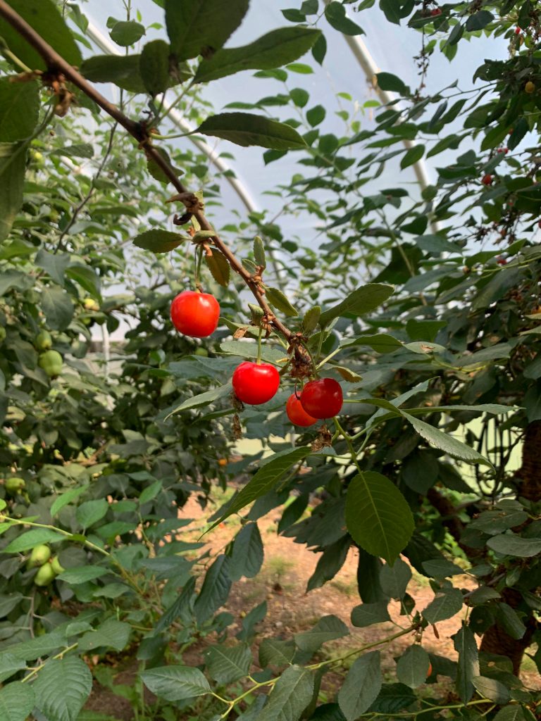 Cherries at the garden of Linda and Larry Martin sparked conversations among visitors on the Homer Garden Tour on Sunday, July 17, in Homer, Alaska. (Photo by Charlie Menke/Homer News)