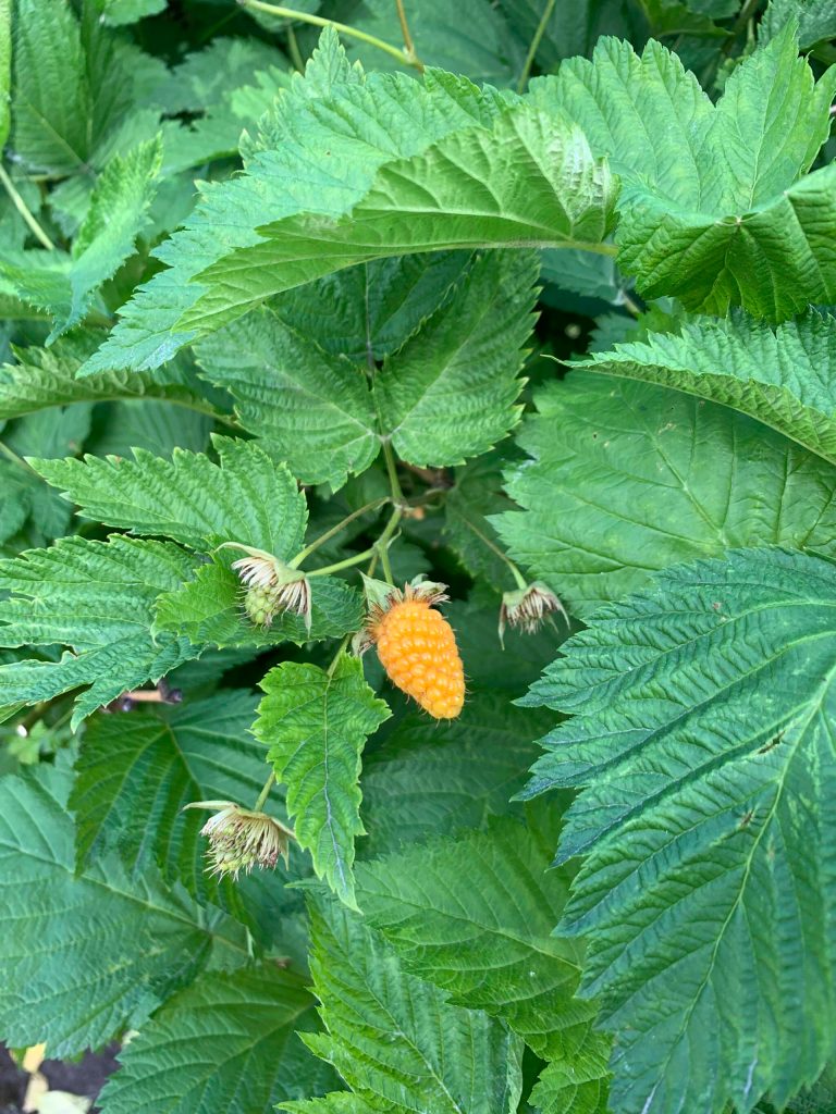 Raspberries just coming into fruit were one of the features at a garden of the Homer Garden Tour on Sunday, July 17, in Homer, Alaska. (Photo by Charlie Menke/Homer News)