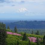 Mt. Redoubt rises above Cook Inlet and the Anchor River drainage as fireweed is in bloom, as seen from Diamond Ridge Road on Friday, July 22, 2022, near Homer, Alaska. (Photo by Michael Armstrong/Homer News)