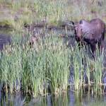 A cow moose and calf eating cattails on the Kenai National Wildlife Refuge on June 30, 2022. (Photo by Matt Bowser/USFWS)
