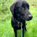 (Photo courtesy Alaska Mindful Paws)
Rahim.