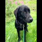 Photo courtesy Alaska Mindful Paws

Rahim.