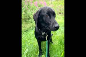 Photo courtesy Alaska Mindful Paws

Rahim.