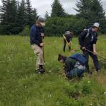 Looking for Hawkweed on July 7, 2022 at Inspiration Ridge Preserve, Homer, Alaska. (Lacey Salazar)