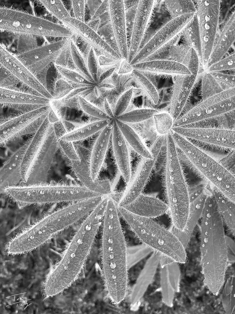 One of the new black-and-white photographs from Taz Talleys August show opening Friday at the Art Shop Gallery. (Photo provided)