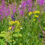 Wildflowers bloom along the Eveline Trail Saturday, July 23, 2022, in the Eveline State Recreation Area near Mile 14 East End Road, Fritz Creek, Alaska. (Photo by Michael Armstrong/Homer News)