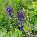 Wildflowers bloom along the Eveline Trail Saturday, July 23, 2022, in the Eveline State Recreation Area near Mile 14 East End Road, Fritz Creek, Alaska. (Photo by Michael Armstrong/Homer News)