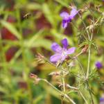 Bees pollinate wildflowers along the Eveline TrailWildflowers bloom along the Eveline Trail Saturday, July 23, 2022, in the Eveline State Recreation Area near Mile 14 East End Road, Fritz Creek, Alaska. (Photo by Michael Armstrong/Homer News)