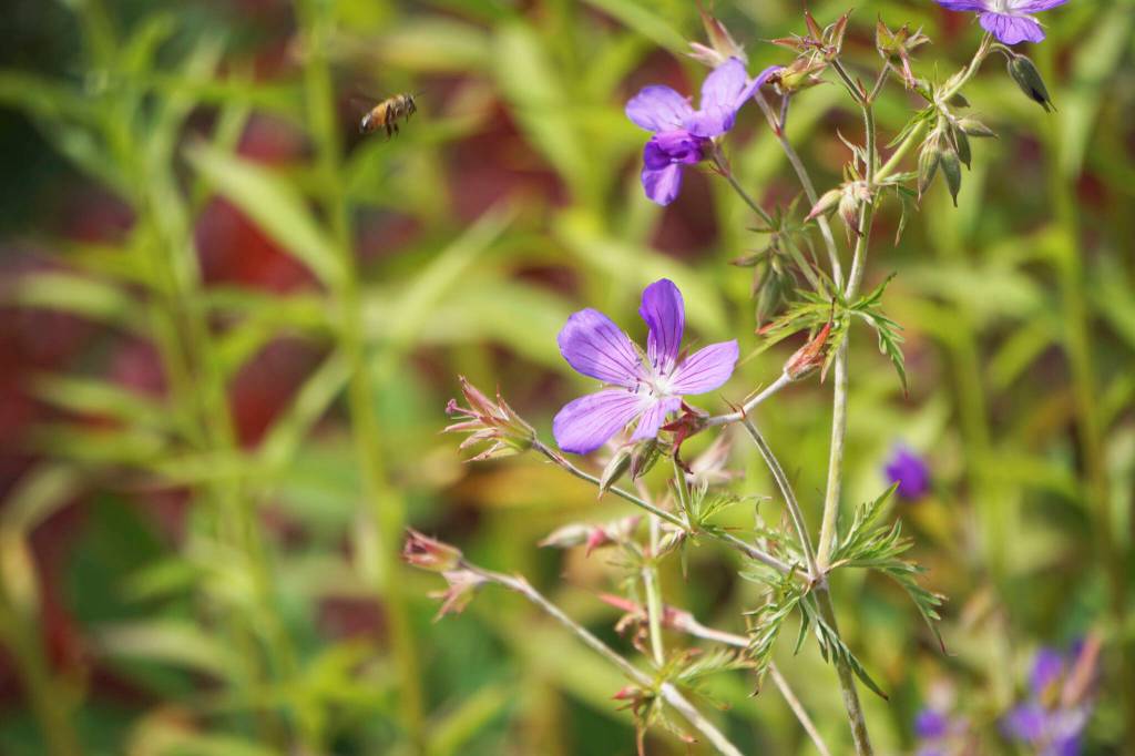 Bees pollinate wildflowers along the Eveline TrailWildflowers bloom along the Eveline Trail Saturday, July 23, 2022, in the Eveline State Recreation Area near Mile 14 East End Road, Fritz Creek, Alaska. (Photo by Michael Armstrong/Homer News)