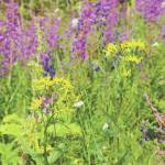 Photos by Michael Armstrong/Homer News
Summer daze
TOP: Wildflowers bloom along the Eveline Trail on Saturday, July 23, in the Eveline State Recreation Area near Mile 14 East End Road, Fritz Creek.