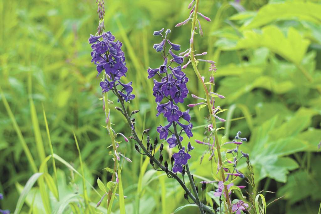Wildflowers bloom along the Eveline Trail Saturday, July 23, in the Eveline State Recreation Area near Mile 14 East End Road, Fritz Creek.