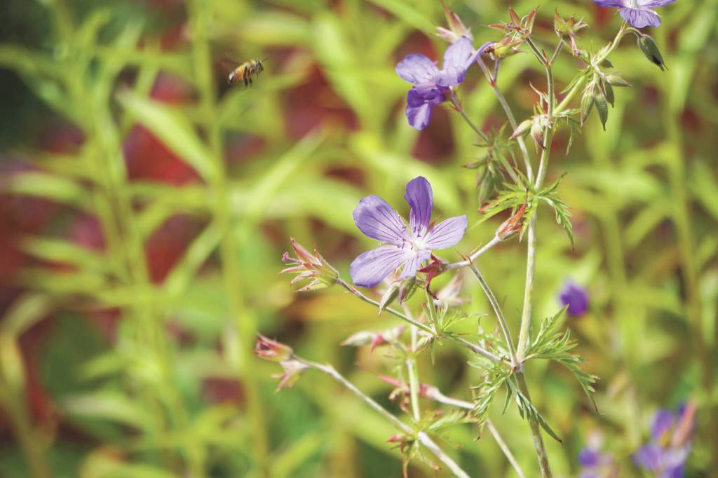 ABOVE: Bees pollinate wildflowers along the Eveline Trail on Saturday, July 23, in the Eveline State Recreation Area near Mile 14 East End Road.
