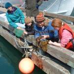 Lori Holcomb of Talkeetna and daughters Heather and Heidi are introduced to "Creatures of the Dock" during a Saturday tour led in May 2007 by Marilyn Sigman (center), director of Center for Alaskan Coastal Studies. (Courtesy photo/Center for Alaskan Coastal Studies)