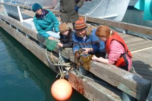 Lori Holcomb of Talkeetna and daughters Heather and Heidi are introduced to "Creatures of the Dock" during a Saturday tour led in May 2007 by Marilyn Sigman (center), director of Center for Alaskan Coastal Studies. (Courtesy photo/Center for Alaskan Coastal Studies)