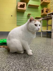 (Photo courtesy Alaska Mindful Paws)
Sam