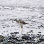 A greater yellowlegs walks along the beach on Monday, Aug. 8, 2022, at Mariner Park in Homer, Alaska. (Photo by Michael Armstrong/Homer News)