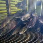 Take a number. The patients wait briefly in the trap box before being seen and released upstream to continue their migration. (Photo by Ryan Hagerty/USFWS)