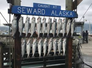 Silver salmon hang in the Seward Boat Harbor during the 2018 Seward Silver Salmon Derby. (Photo courtesy of Seward Chamber of Commerce)