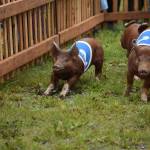 Pigs race at the Kenai Peninsula Fair on Aug. 12, 2022, in Ninilchik, Alaska. (jake Dye/Peninsula Clarion)