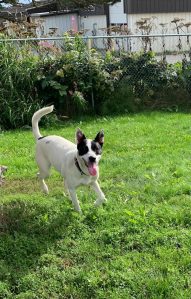 Pet of the Week: Lily.