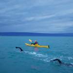 Skyler Rodriquez, left, and Leif Restad, right, swim across Kachemak Bay near Homer, Alaska, on Thursday, Aug. 18, 2022. Kayakers Brita Restad, left, and Autumn Daigle, right, helped guide them. (Photo by Ella Blanton Yourkowski)
