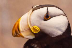 One of the works of art from a scholarship fundraising exhibit at Ptarmigan Arts. (Photo provided)