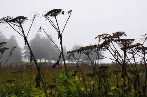 Fog rolls n on Saturday, Aug. 27, 2022 at the Halibut Campground in Anchor Point, Alaska. (Photo by Michael Armstrong/Homer News)