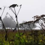 Fog rolls in on Saturday, Aug. 27, 2022 at the Halibut Campground in Anchor Point, Alaska. (Photo by Michael Armstrong/Homer News)