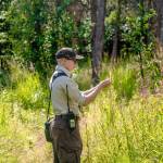 Jaimie Musen stops to admire summer fireweed at Engineer Lake. (Photo by USFWS)